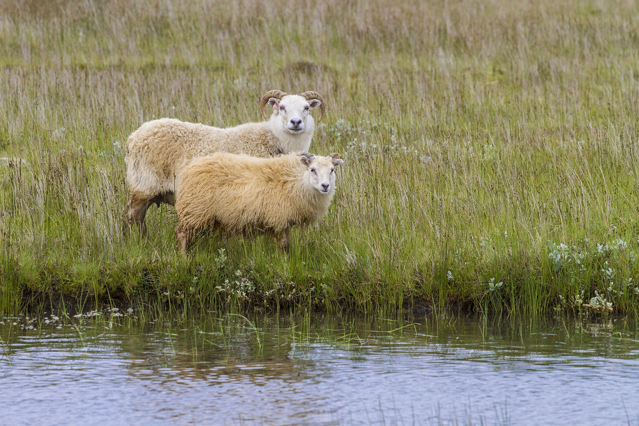 iceland sheep wool free photo