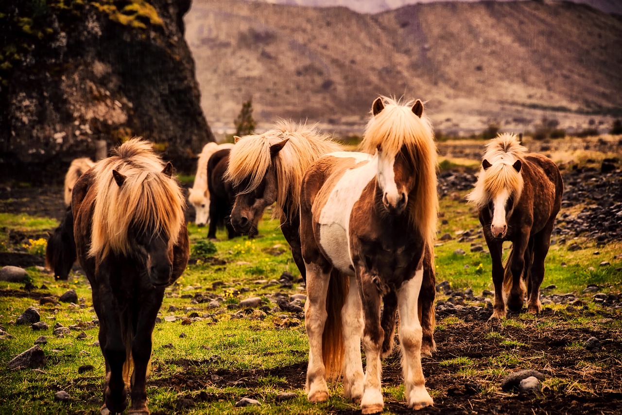 iceland horses pony free photo