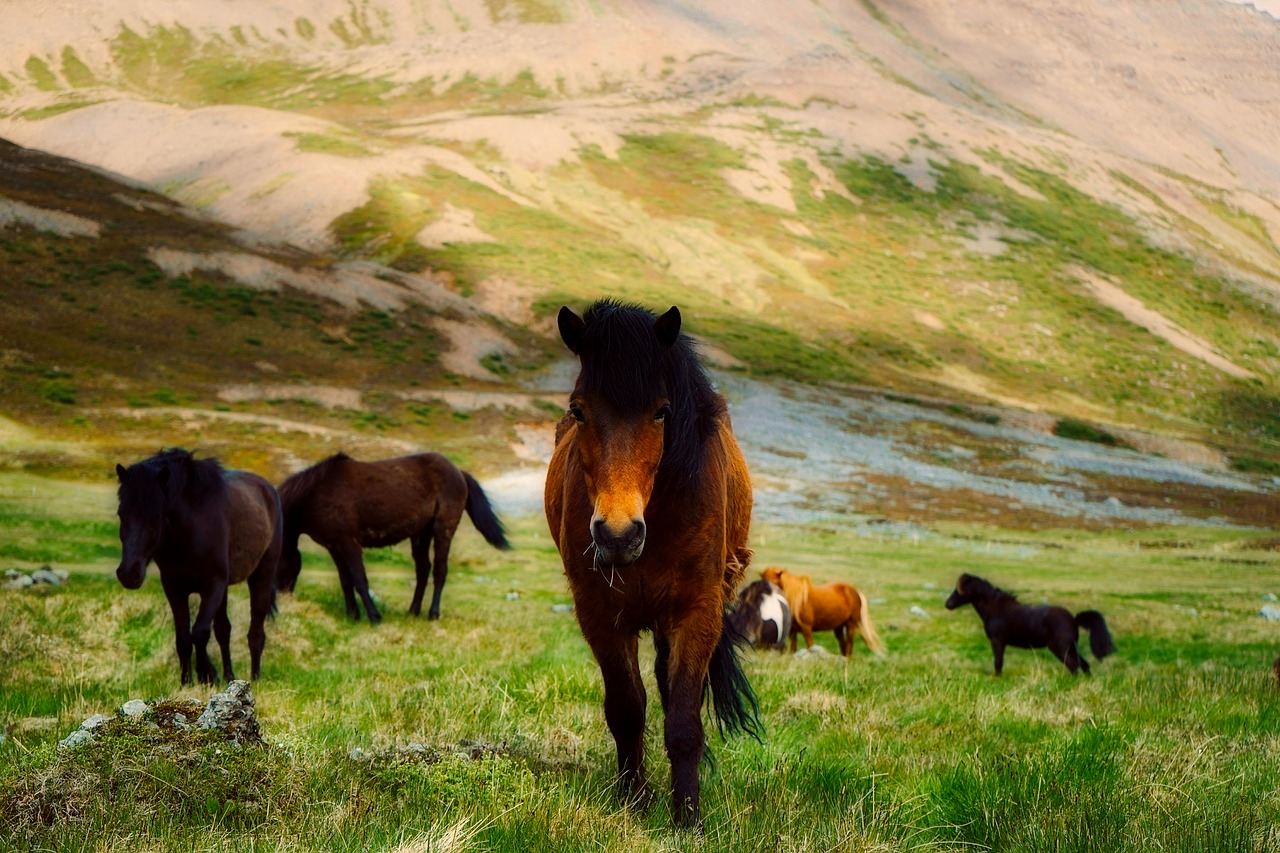 iceland horses wild free photo