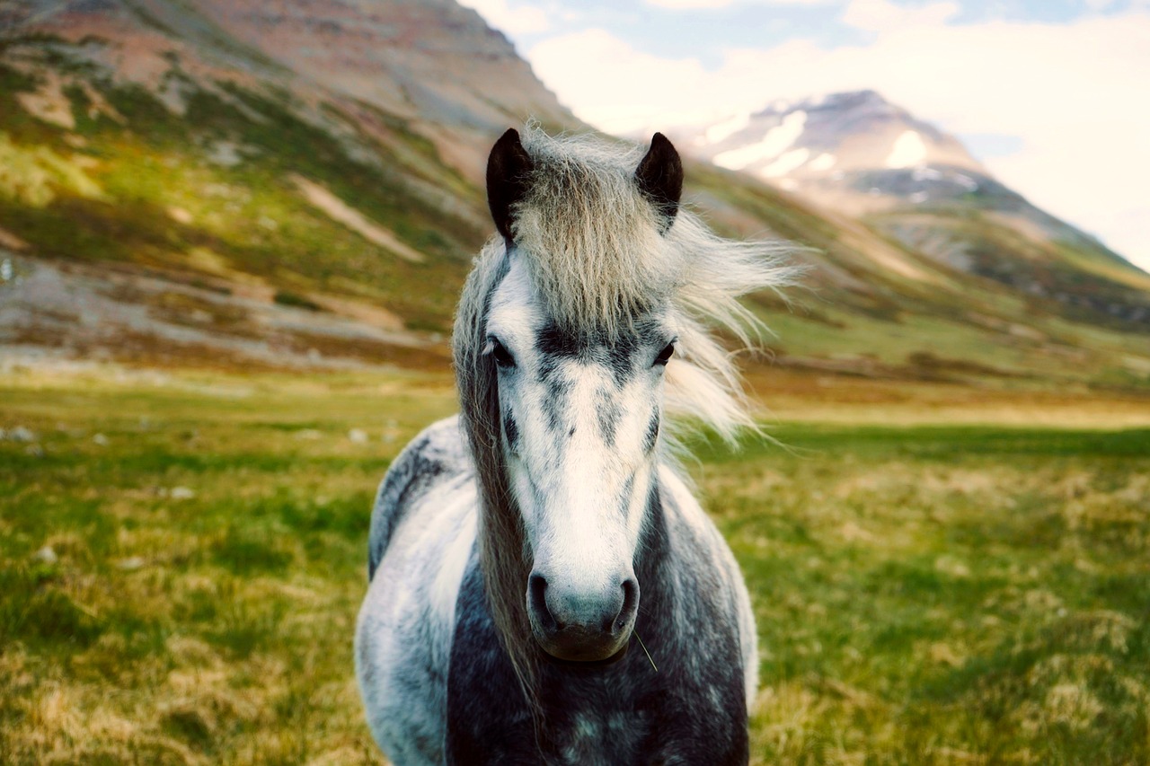 iceland horse pony free photo