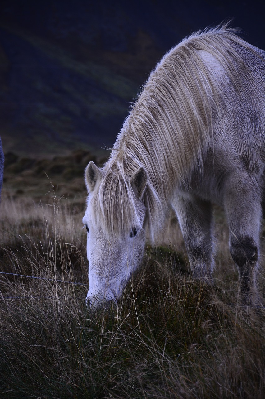 iceland horse white free photo