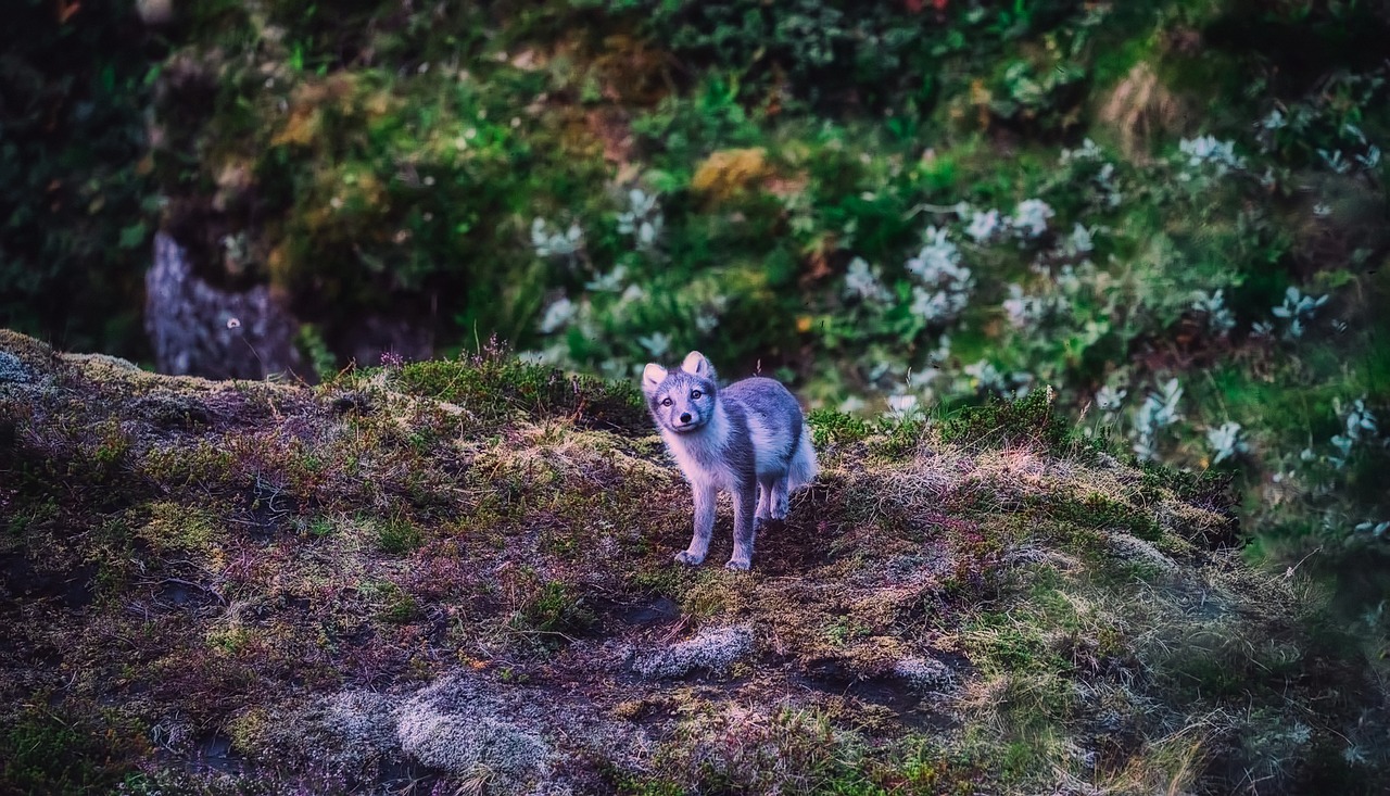 iceland arctic fox animal free photo