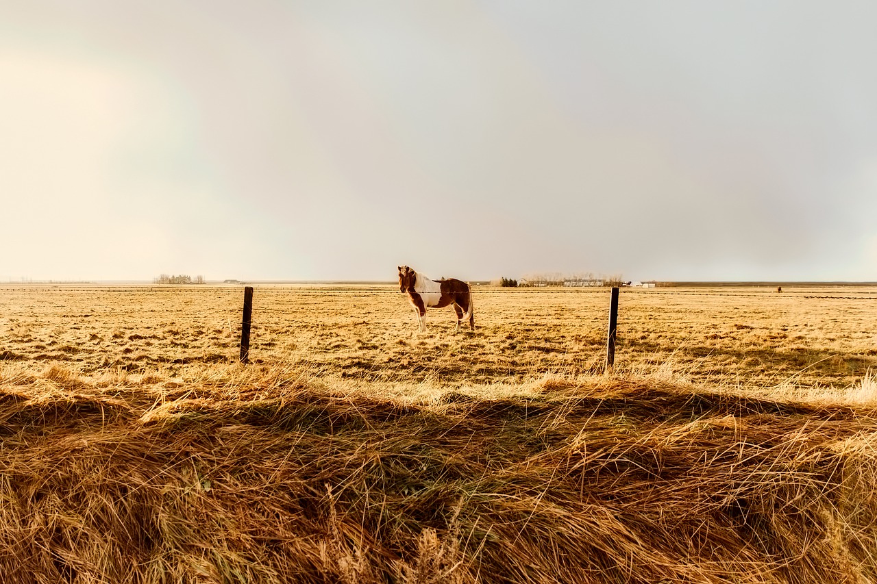 iceland horse animal free photo