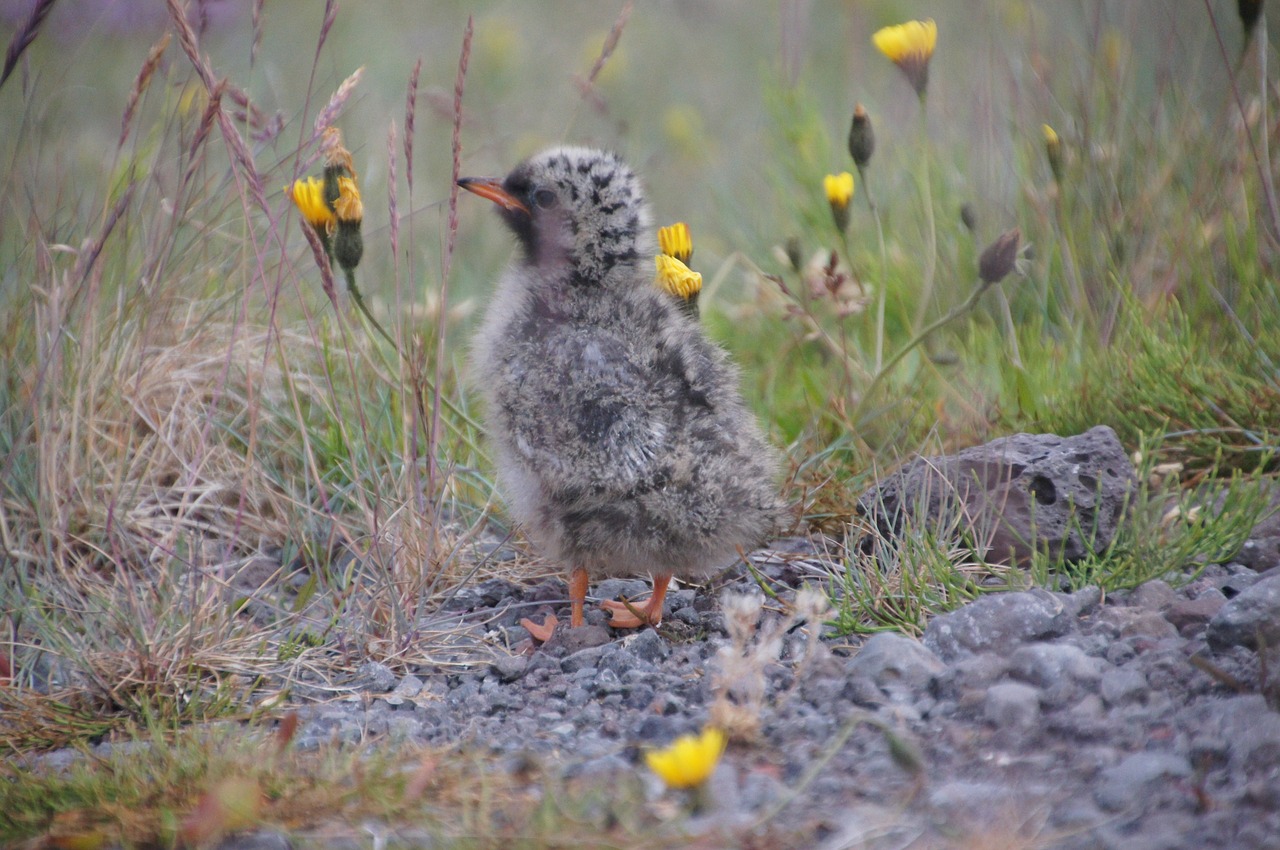 iceland bird chick free photo