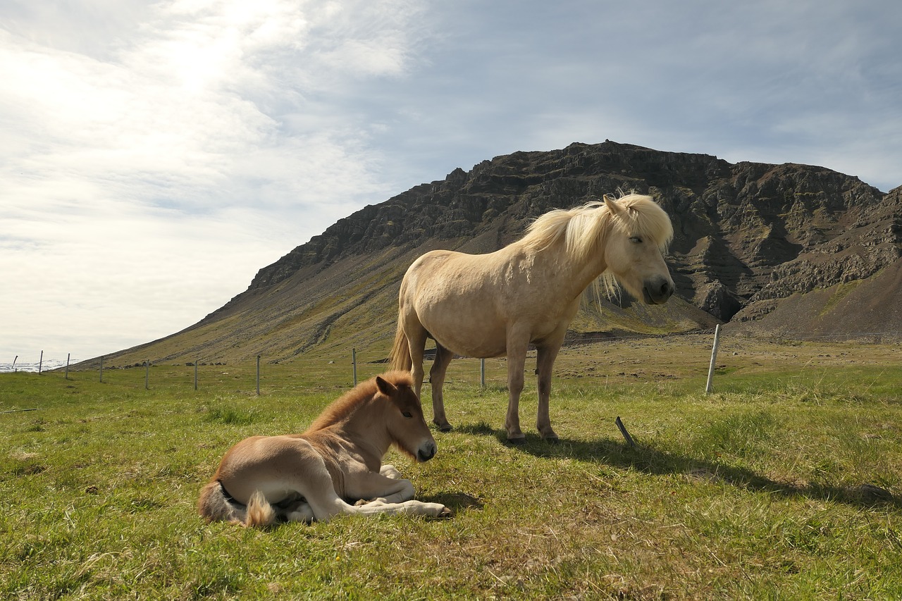 iceland horse pasture free photo