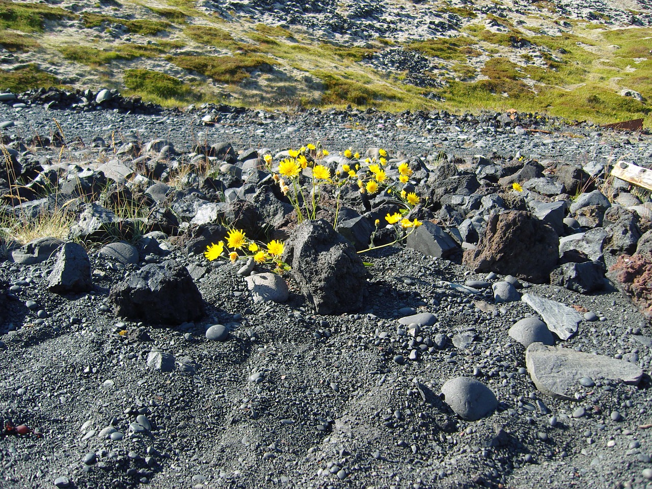 iceland lava plant free photo