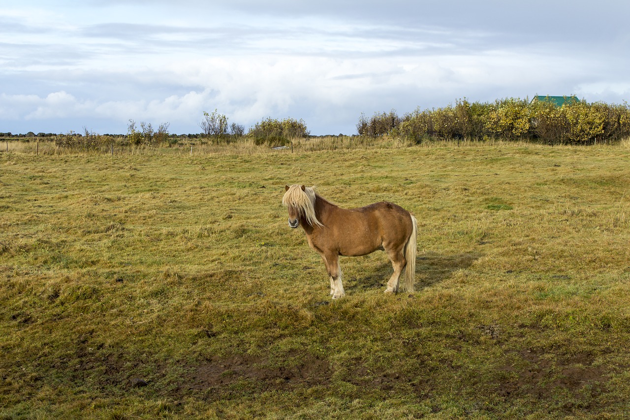 iceland horse the icelandic horse free photo