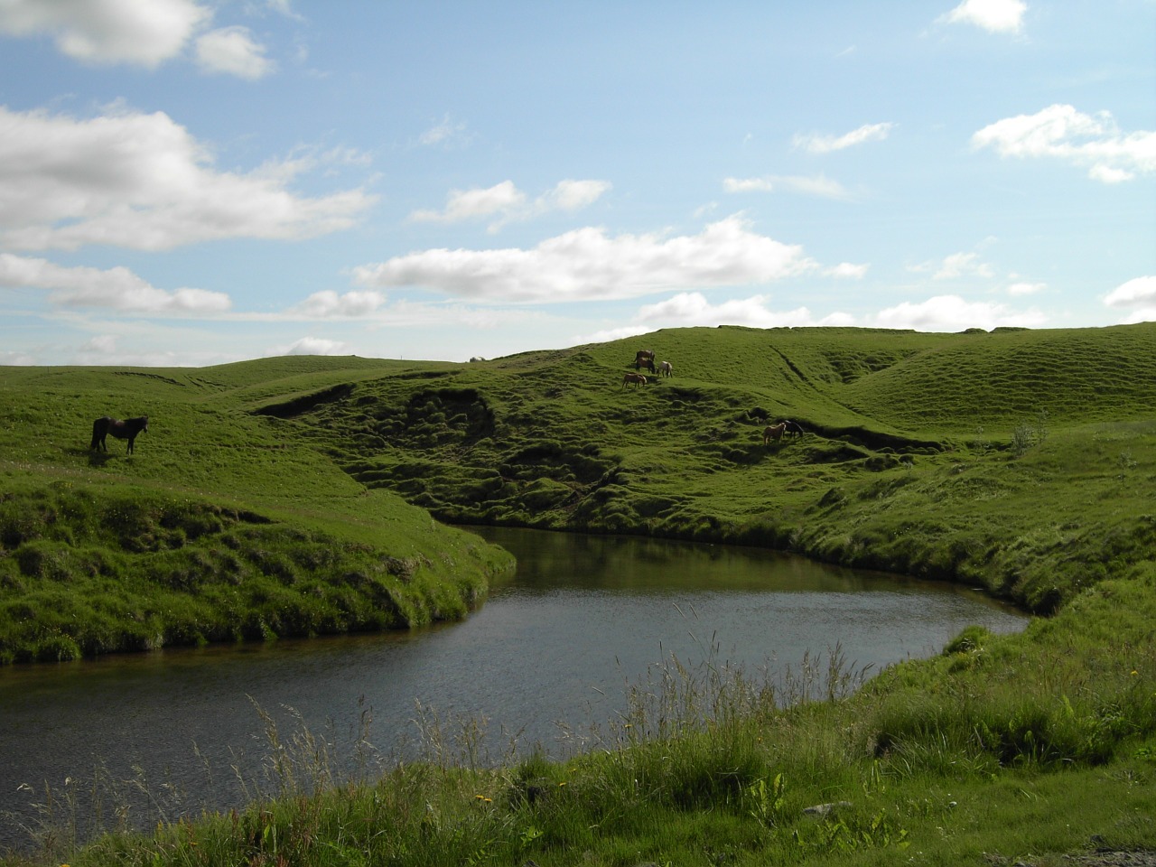 iceland nature horse free photo