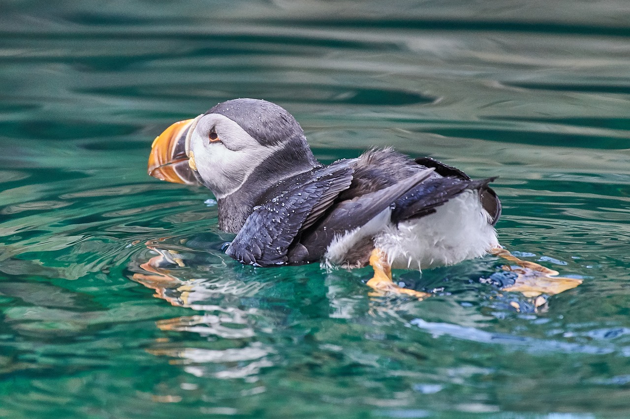 iceland  puffin  water free photo