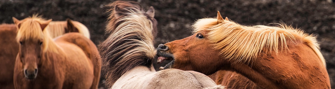 iceland  horses  rough free photo