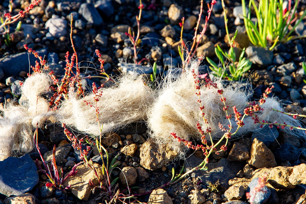 iceland  earth  field free photo