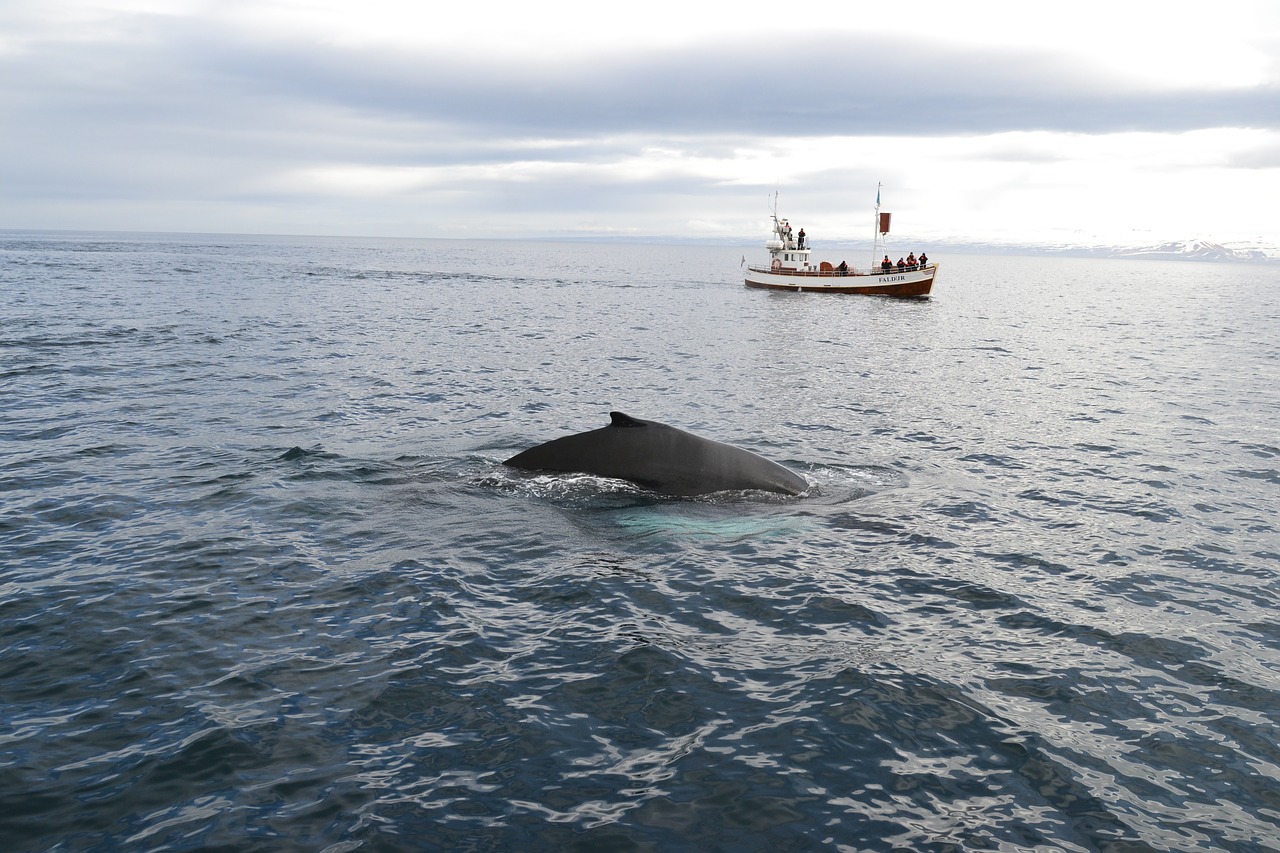 iceland  kit  whale watching free photo