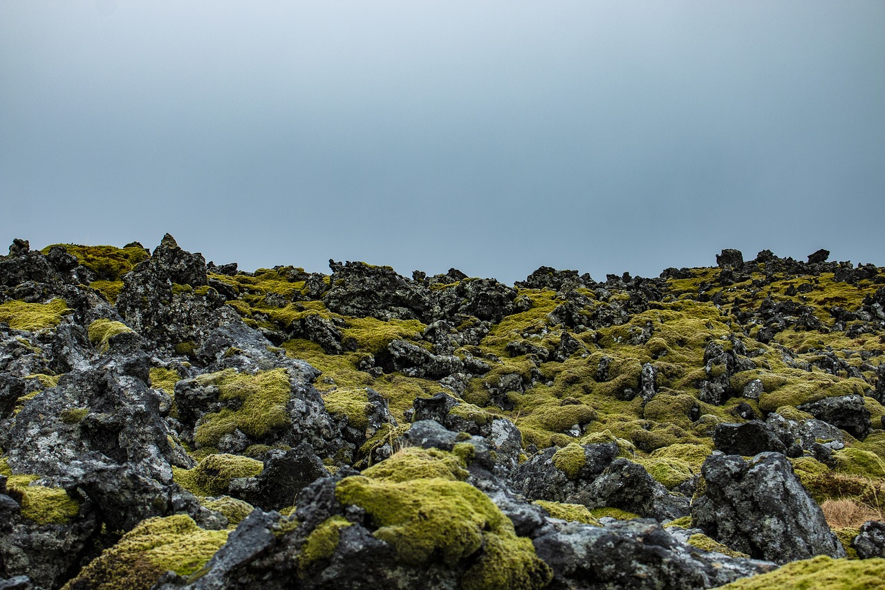 iceland  moss  green free photo