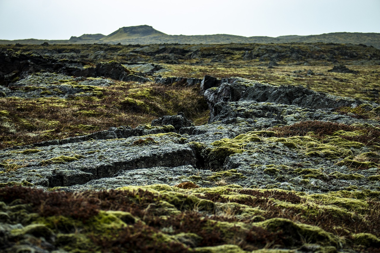 iceland  moss  green free photo