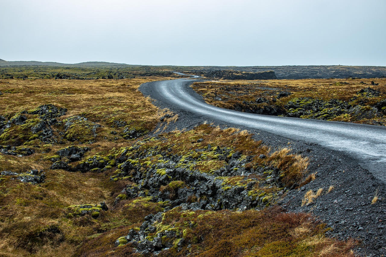 iceland  moss  green free photo