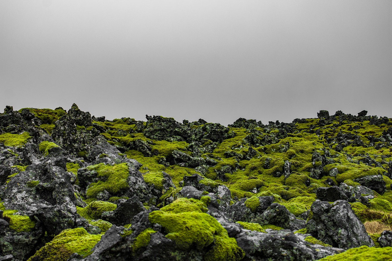 iceland  moss  green free photo