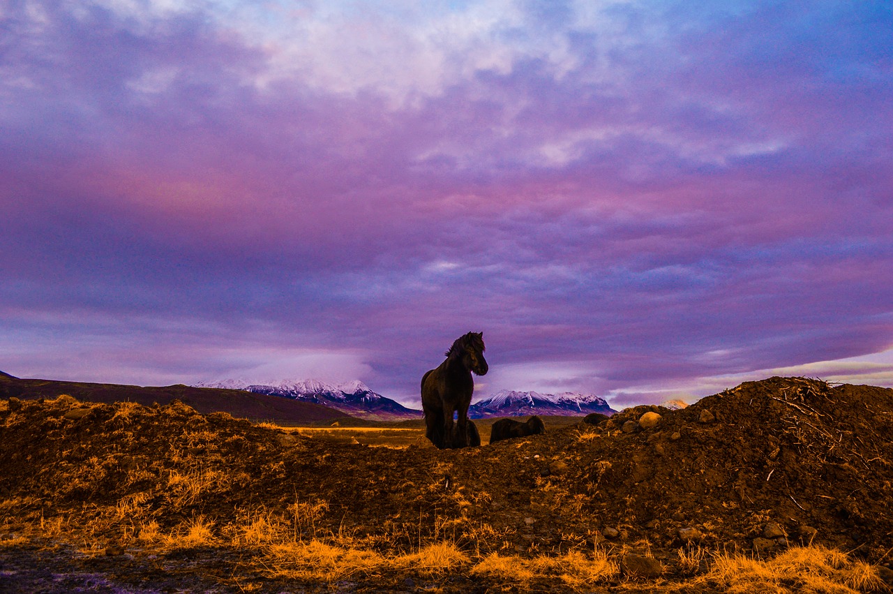 iceland  golden circle  nature free photo