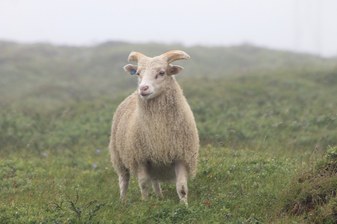 iceland  sheep  nature free photo