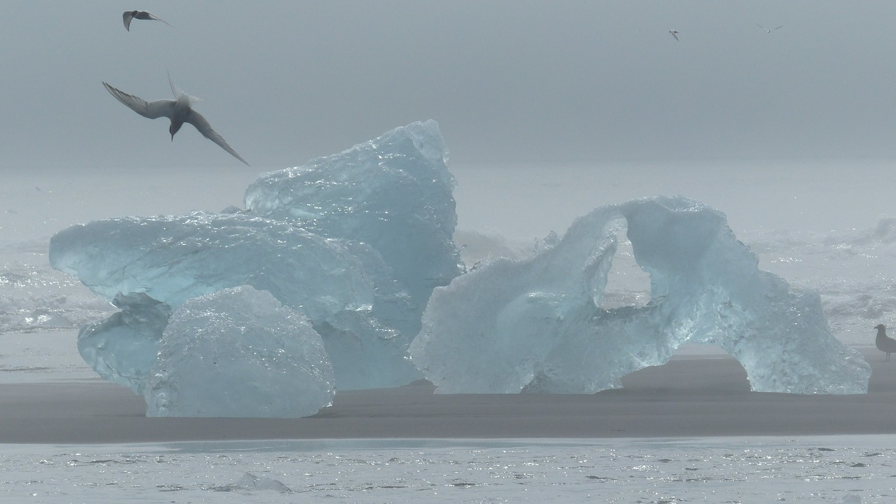 iceland iceberg bird free photo