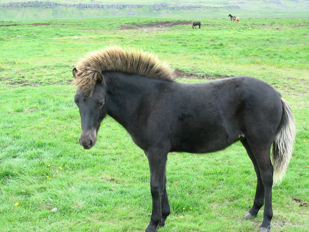 iceland pony horse free photo