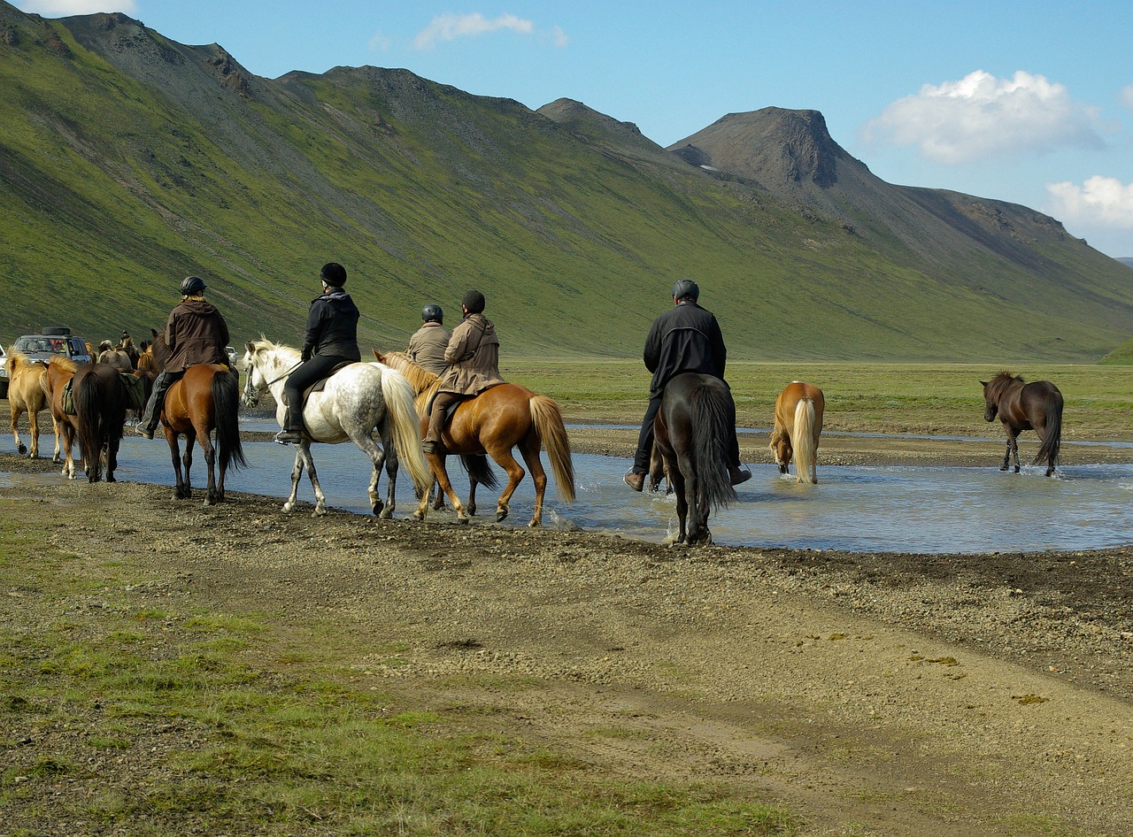 iceland horses riders free photo