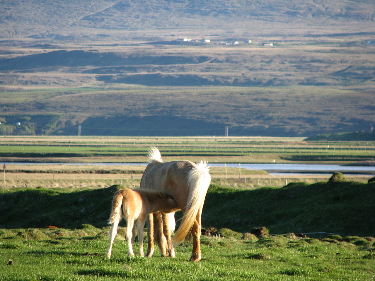iceland breastfeeding animals free photo