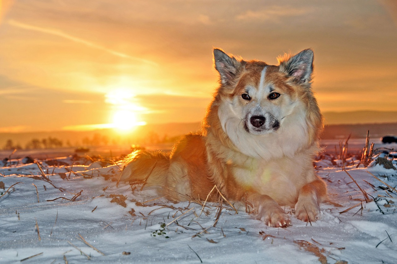 iceland dog dog winter free photo