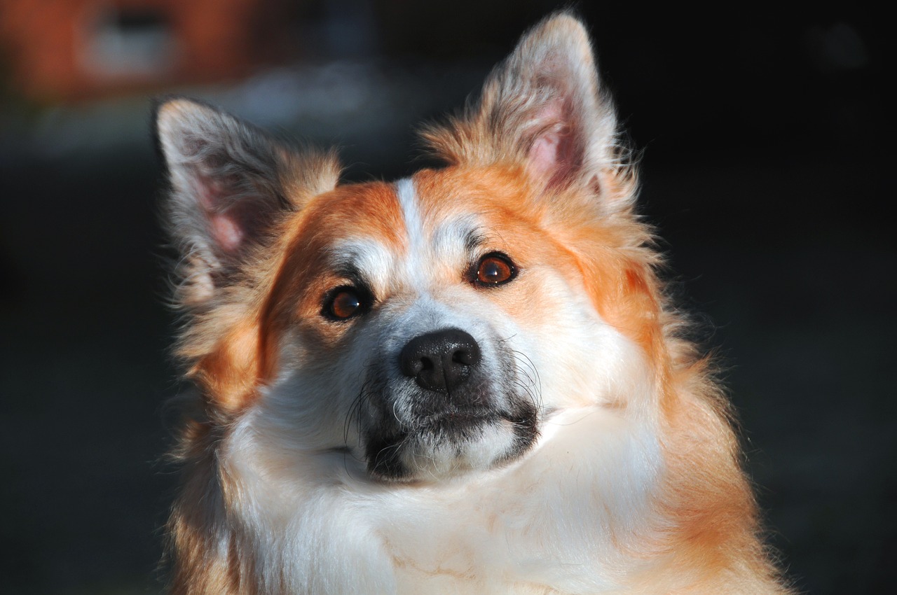 iceland dog dog dog face free photo