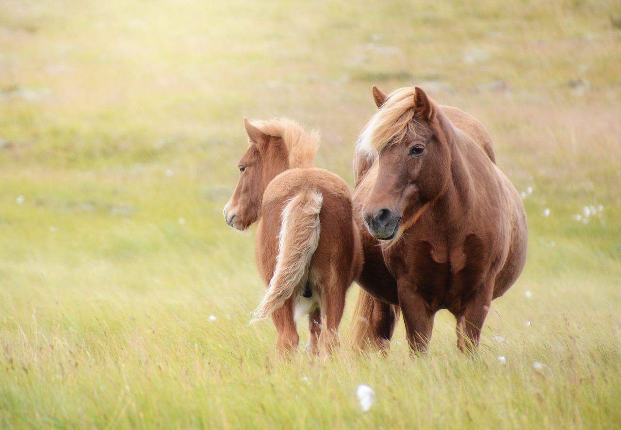 iceland horse horse foal free photo