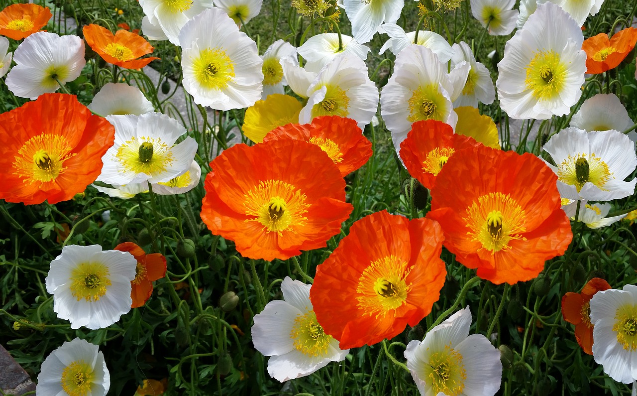 iceland poppies spring flower free photo