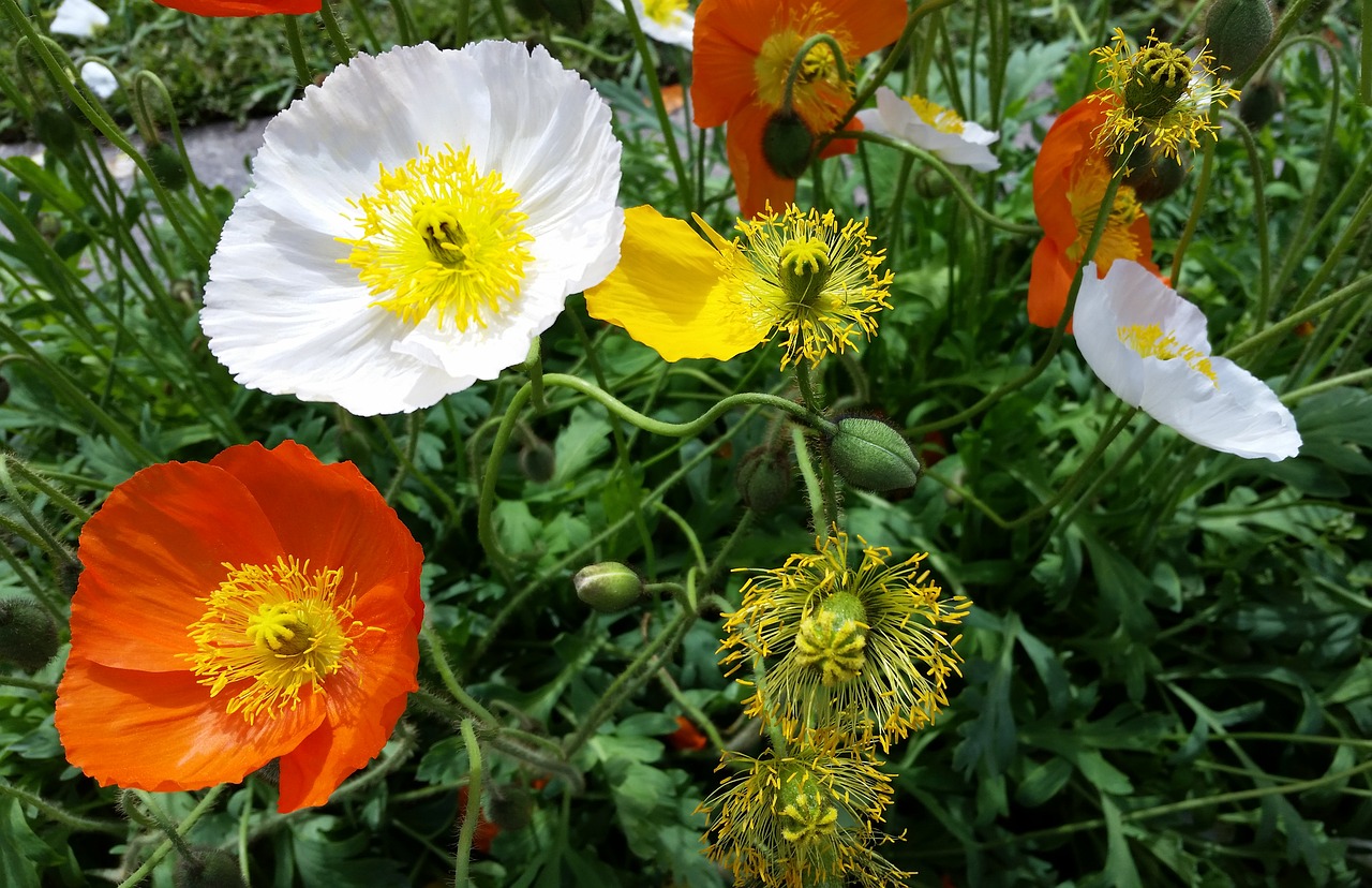 iceland poppies garden plants free photo