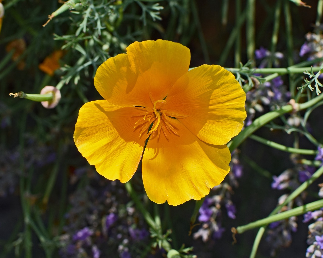 iceland poppy flower blossom free photo