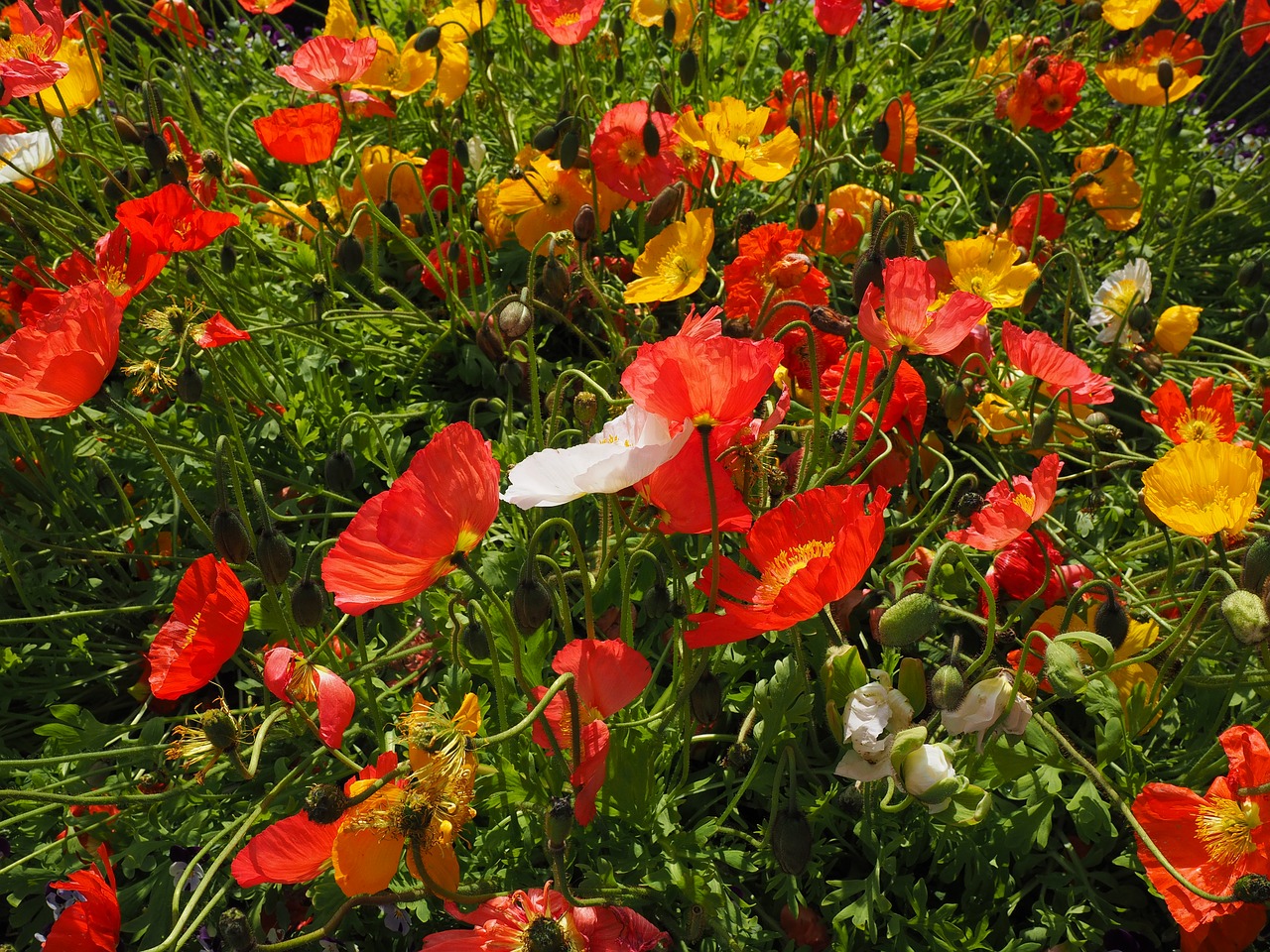 iceland poppy  poppies  poppy free photo