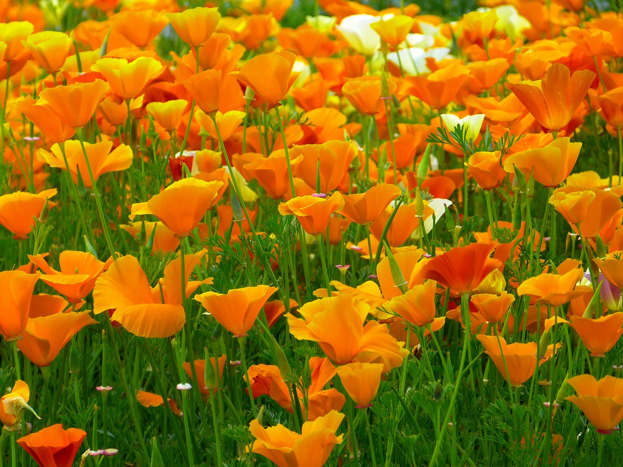 iceland poppy flowers orange free photo