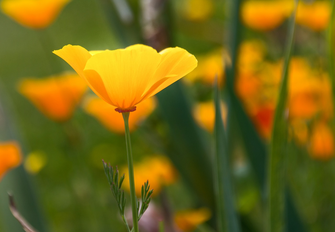 iceland poppy poppy flower free photo