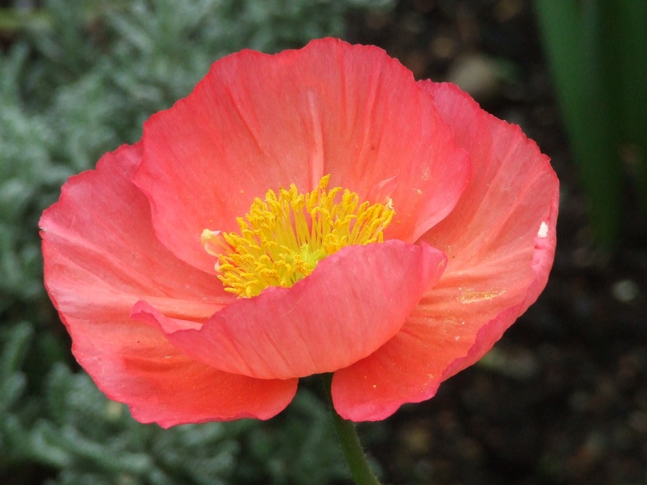 iceland poppy mohngewaechs colorful free photo