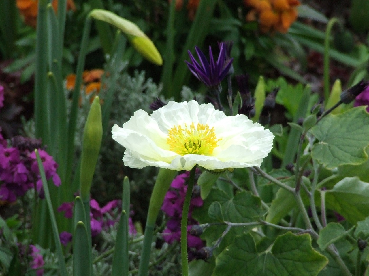 iceland poppy white flower spring flower free photo