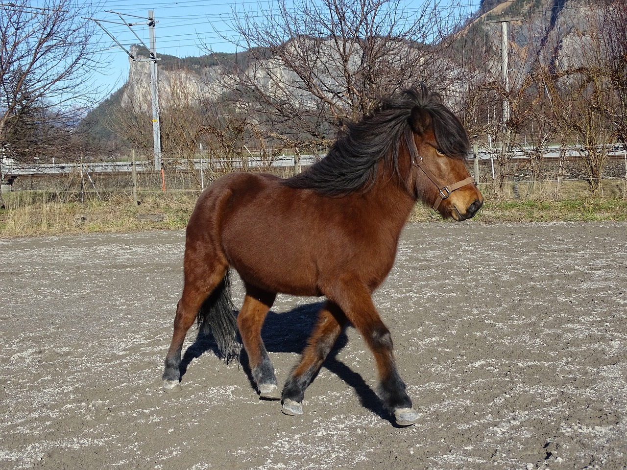 icelanders horse iceland horse free photo