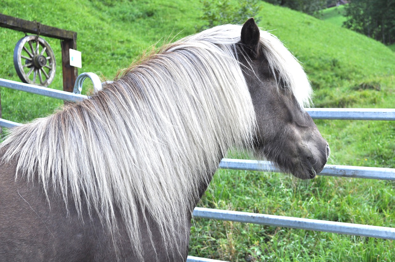 icelanders wind colors pony free photo