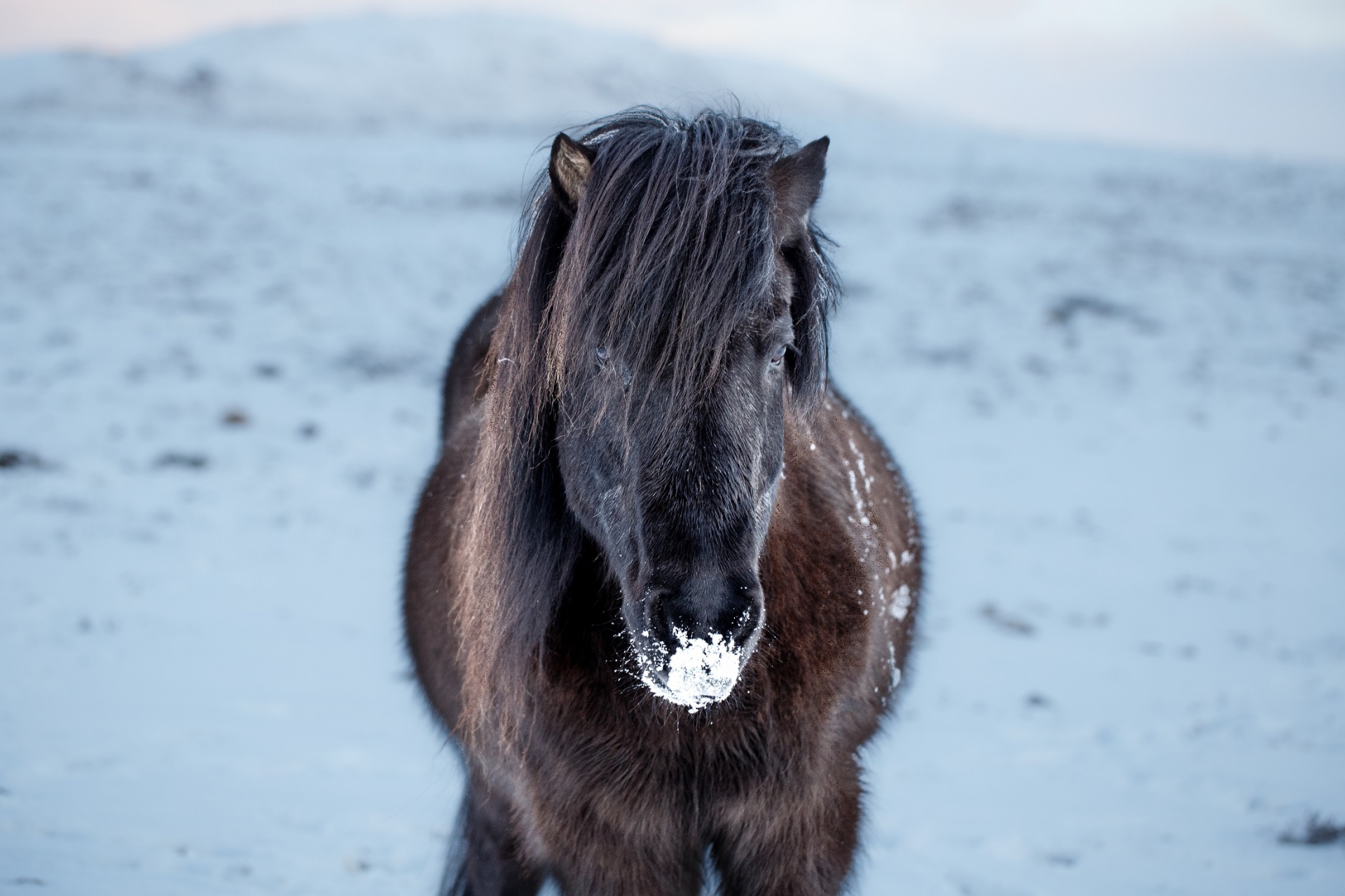 horse icelandic snow free photo