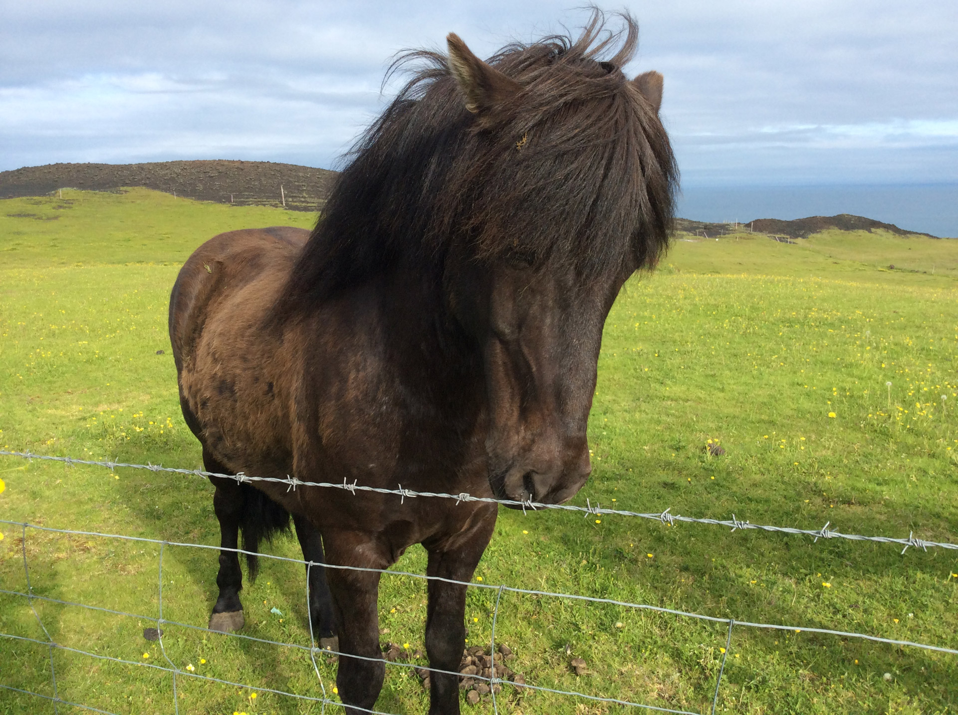 horse icelandic horse animal free photo