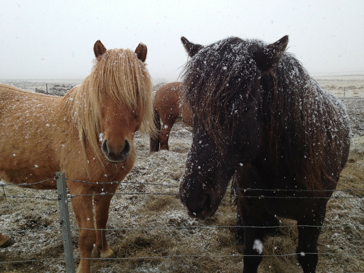 icelandic horses iceland horses in snow free photo