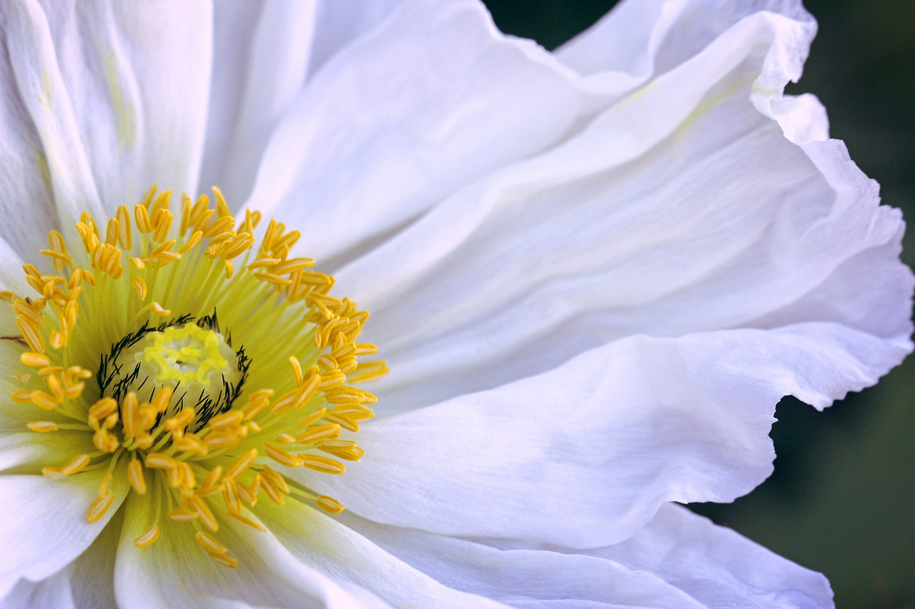 icelandic poppy  white  flower free photo