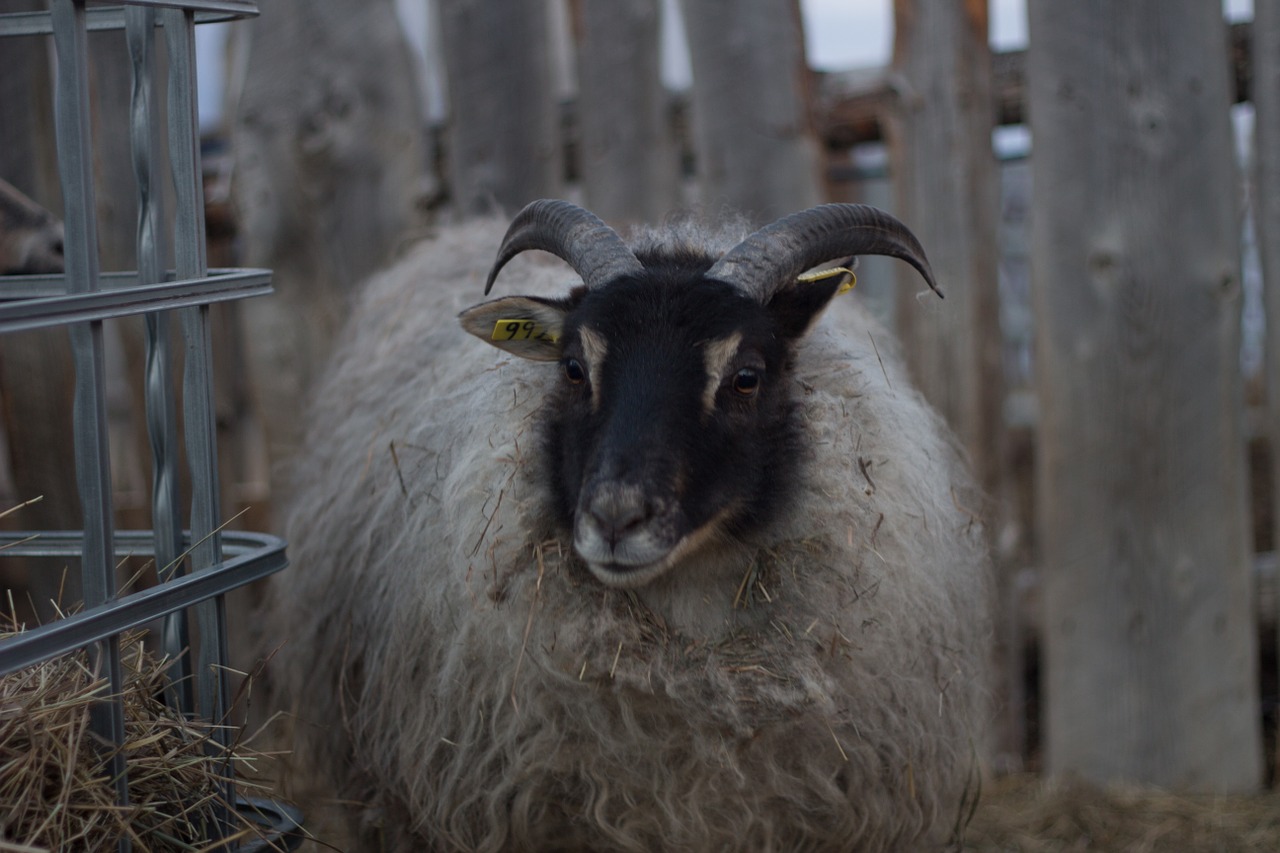 icelandic sheep sheep with horns white sheep free photo