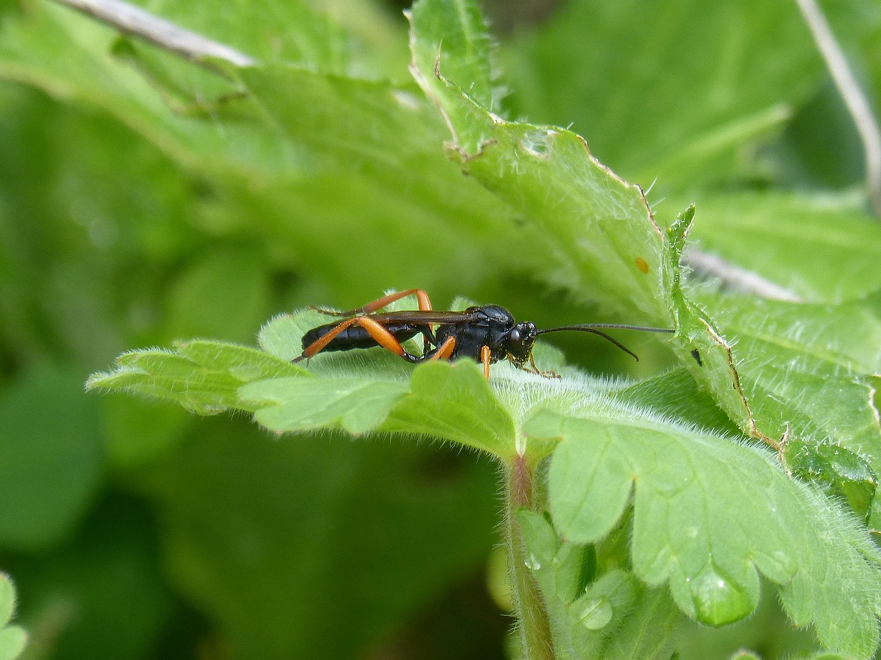 ichneumonoidea wasp parasite free photo