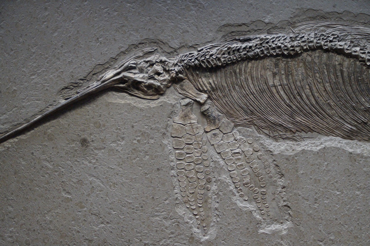 ichthyosaurs skeleton petrified free photo