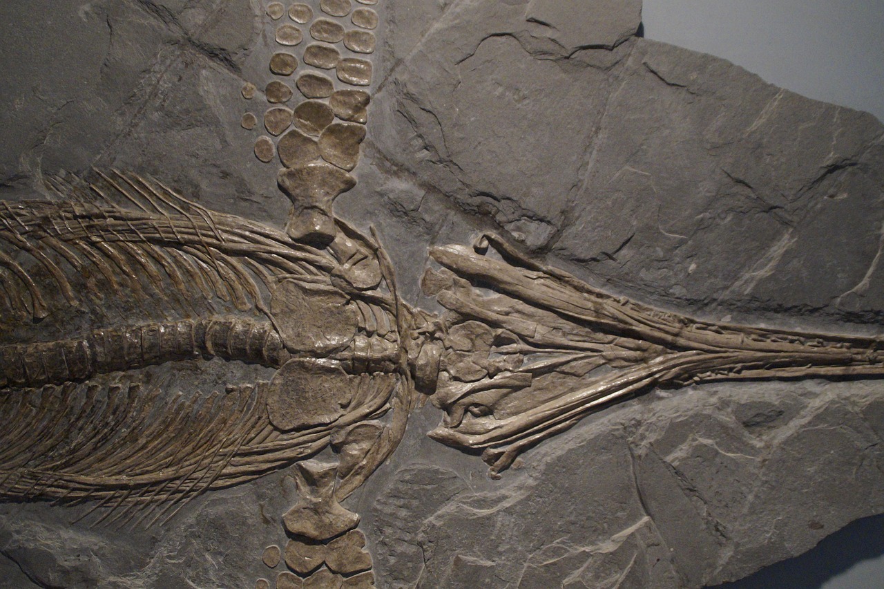 ichthyosaurs ichthyosaur fossil free photo