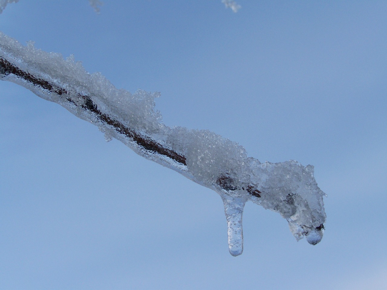 icicle frosty snowy branch winter free photo