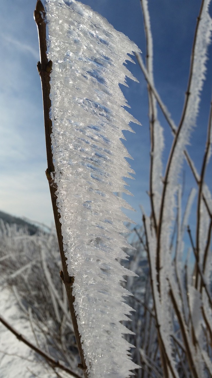 icicle winter frozen free photo