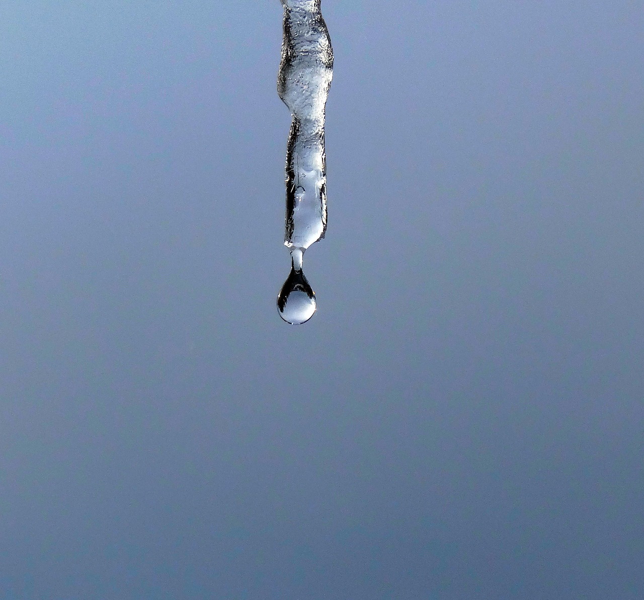 icicle water droplet free photo